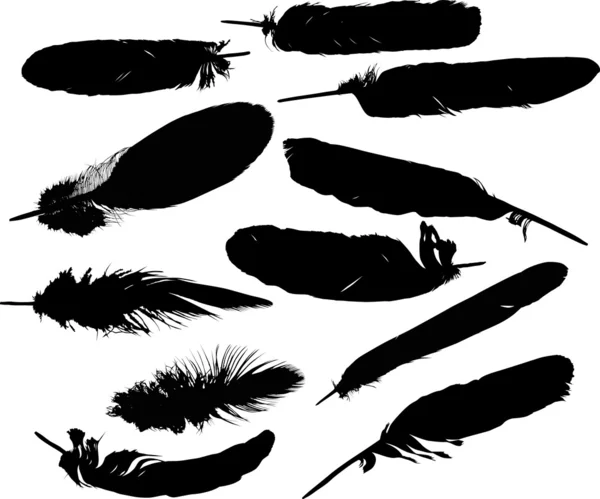 Eleven black feathers on white — Stock Vector