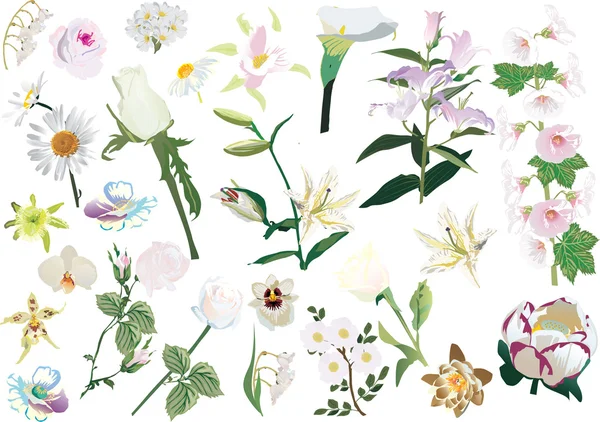 光の花の大規模なコレクション — ストックベクタ