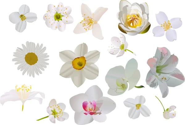 Witte bloemen ingesteld op wit — Stockvector