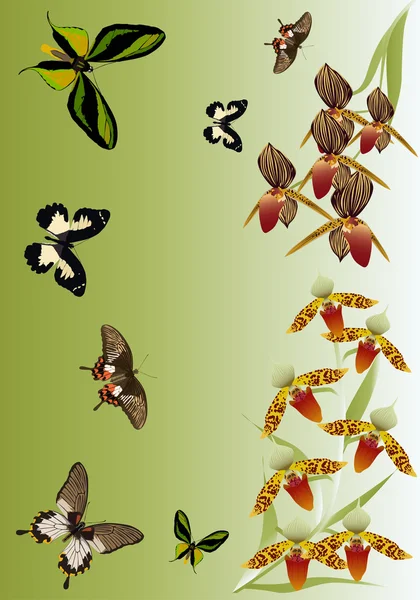Orchidee e farfalle di design — Vettoriale Stock