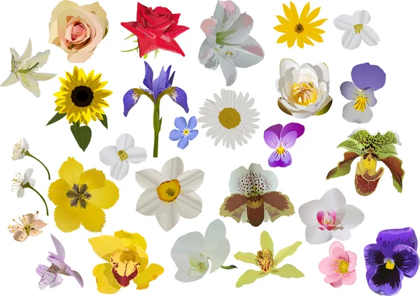 Große Anzahl isolierter Blumen — Stockvektor