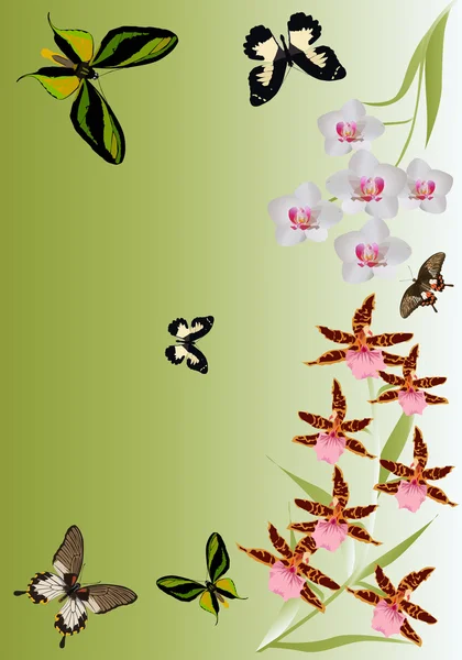 Orchidee e farfalle modello — Vettoriale Stock