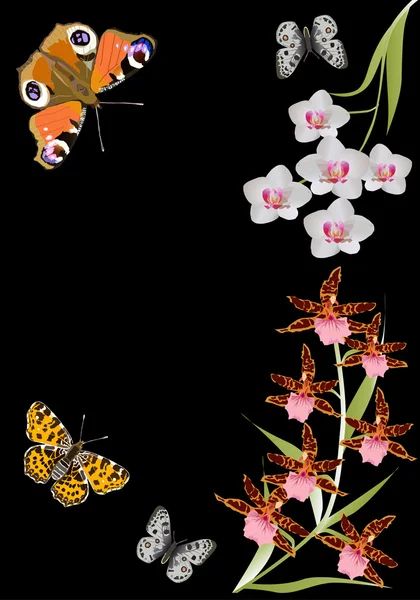 Orchid flowers and butterflies on black — Stock Vector