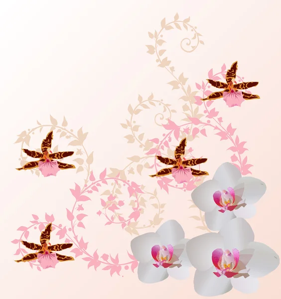 光のピンクの蘭の装飾 — ストックベクタ