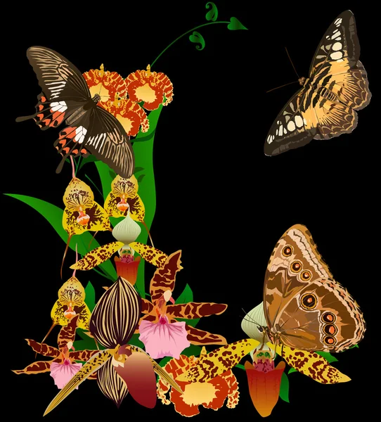 Ορχιδέες και πεταλούδες σε μαύρο — Διανυσματικό Αρχείο