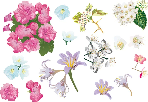 Bahar çiçek koleksiyonu beyaz — Stok Vektör
