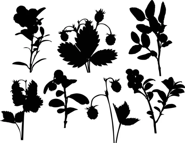 集森林浆果孤立在白色的剪影 — 图库矢量图片