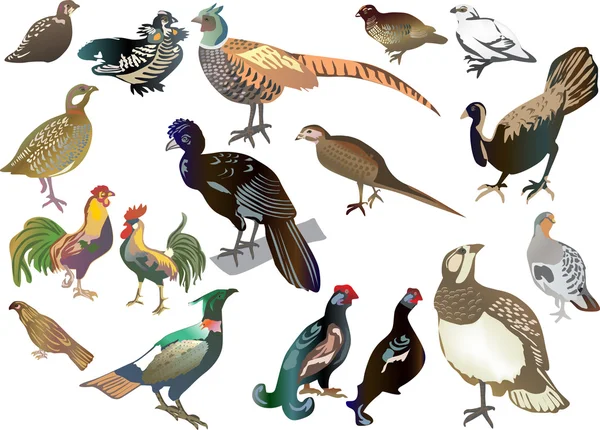 Conjunto de aves gallináceas aisladas — Vector de stock