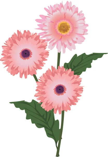 Three isolated pink flowers illustration — Stock Vector