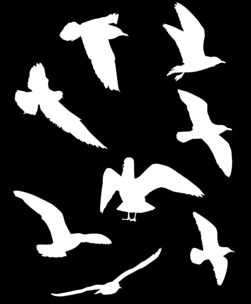 Gull silhouette collection on black — Stockvector