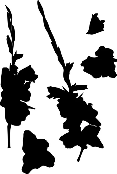 Gladiolus silhouettes collection — Stock Vector
