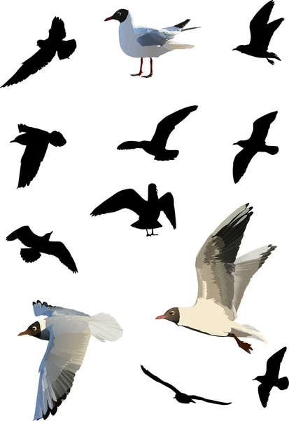 Twelve gulls collection — Stock Vector