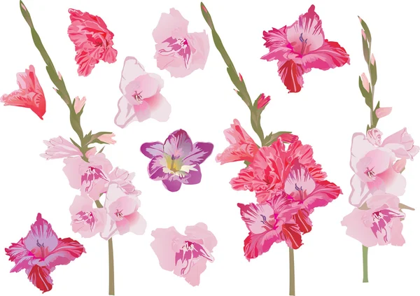 Набор розовых цветов гладиолуса — стоковый вектор