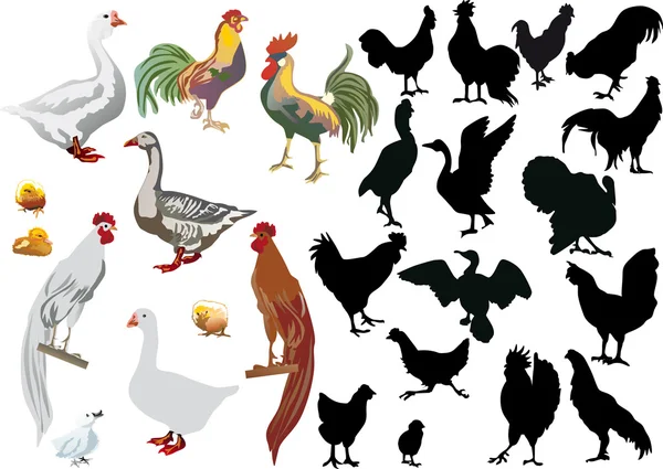 Набор изолированных сельскохозяйственных птиц — стоковый вектор