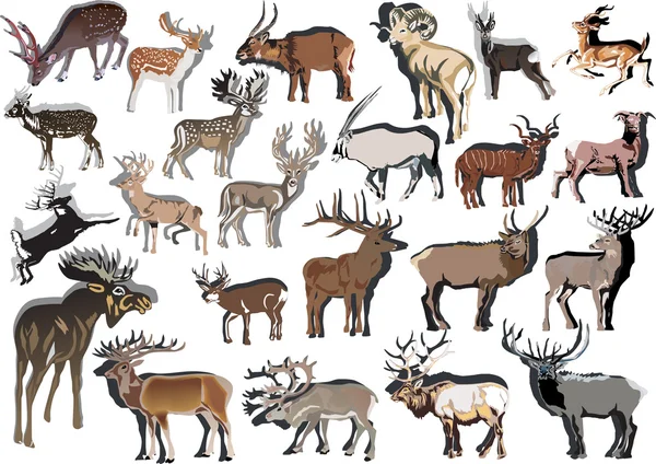 Twenty three horned animals collection — Stock Vector