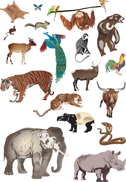 Colección de animales de la India — Vector de stock