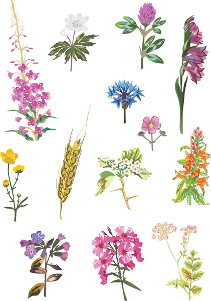 夏季野生植物集合 — 图库矢量图片
