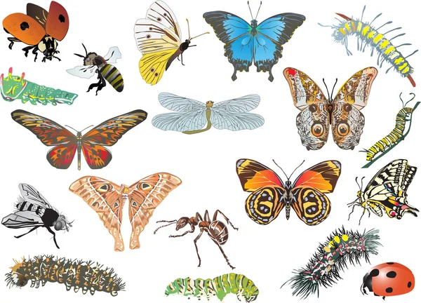 Color insect collection on white — Stock Vector