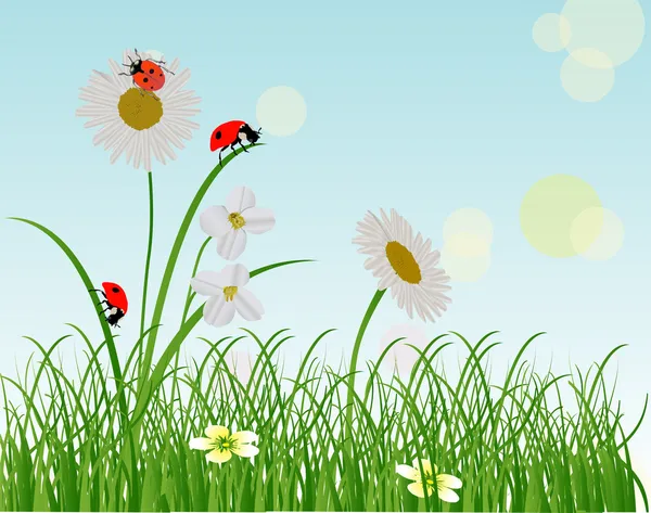 Camomilles et coccinelles dans l'herbe verte — Image vectorielle