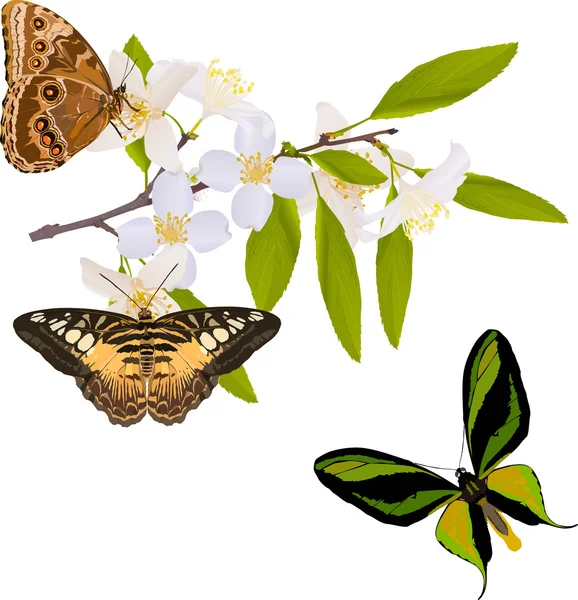 Γιασεμί υποκατάστημα με τρία μεγάλα πεταλούδες — Διανυσματικό Αρχείο