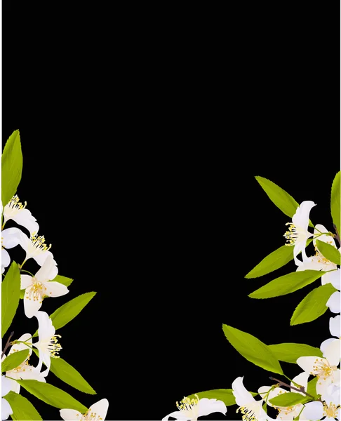 白いジャスミンの花の半分フレーム — ストックベクタ