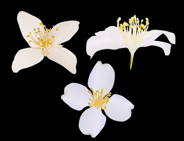 Drei Jasminblüten isoliert auf schwarz — Stockvektor