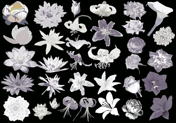 Farklı lily ve siyah izole gül çiçek koleksiyonu — Stok Vektör