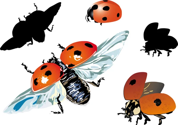 Set of isolated ladybugs — Stock Vector