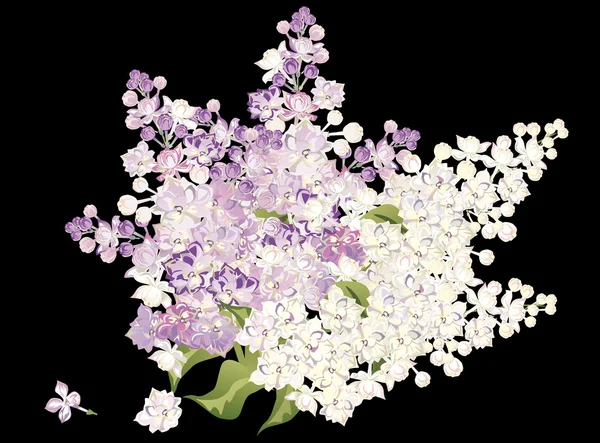 Bunch of lilac isolated on black — Stock Vector