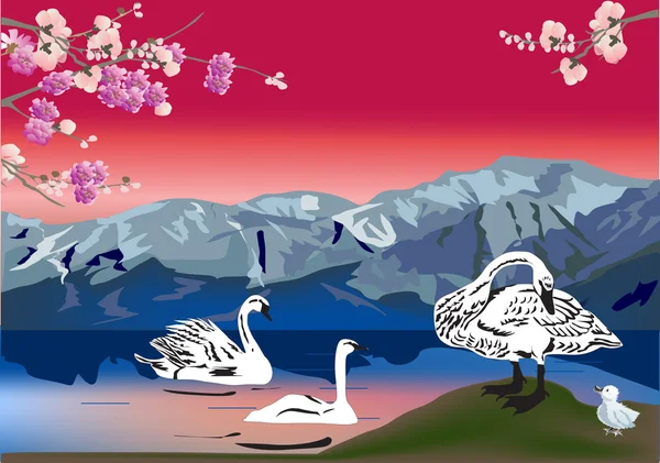 Сім'я лебедів на червоному заході сонця — стоковий вектор