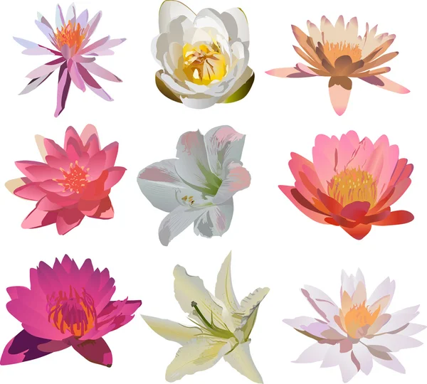Sammlung von neun isolierten Lilienblüten — Stockvektor