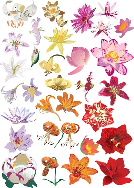 Lily family flowers collection — Stock Vector