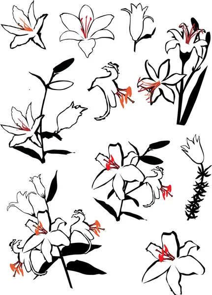 白で隔離されるユリの花セット — ストックベクタ