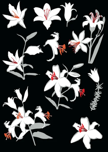Bílá lilie kolekce izolované na černém pozadí — Stockový vektor