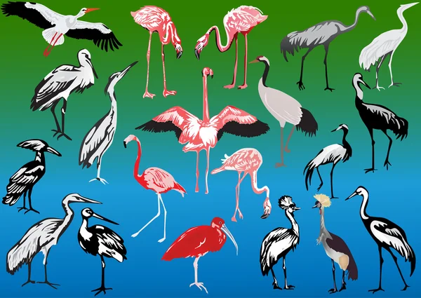 Ensemble de longues pattes oiseaux — Image vectorielle