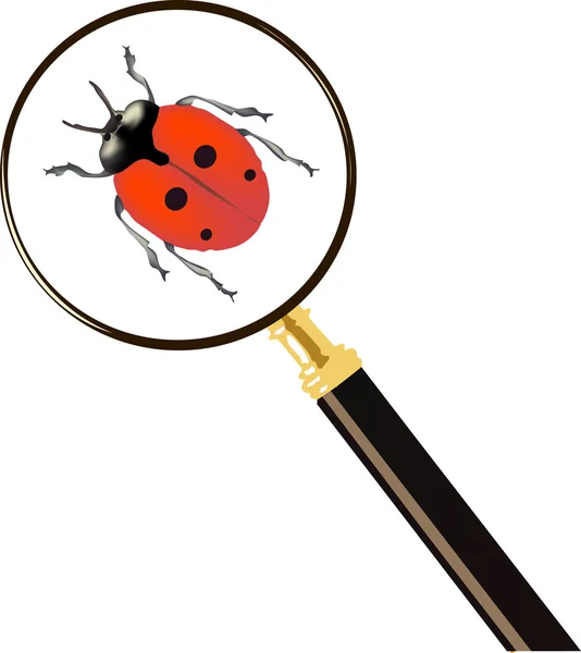 Magnifying and red bug illustration — Stock Vector