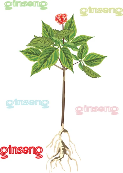 Ginseng illustration på vit — Stock vektor