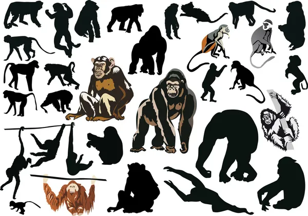 Gran conjunto de monos diferentes — Archivo Imágenes Vectoriales