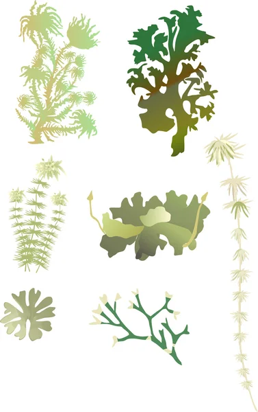 白で隔離される緑の苔のセット — ストックベクタ
