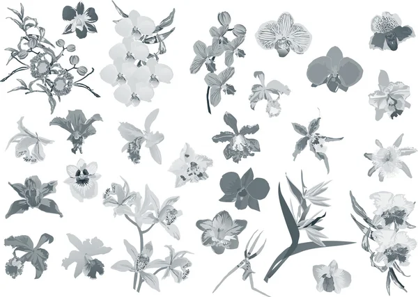 Collezione di orchidee isolatec grigie — Vettoriale Stock