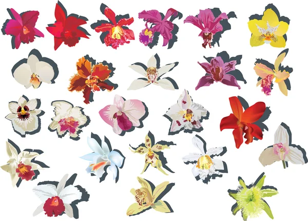 Vinte e quatro orquídeas com coleção de sombras — Vetor de Stock