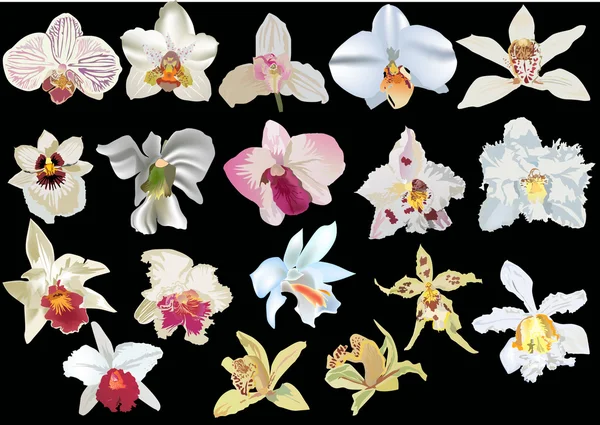 Geïsoleerd op zwart licht orchideeën collectie — Stockvector