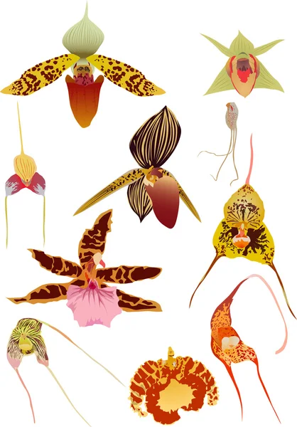 Ten orchids isolated on white — Stock Vector