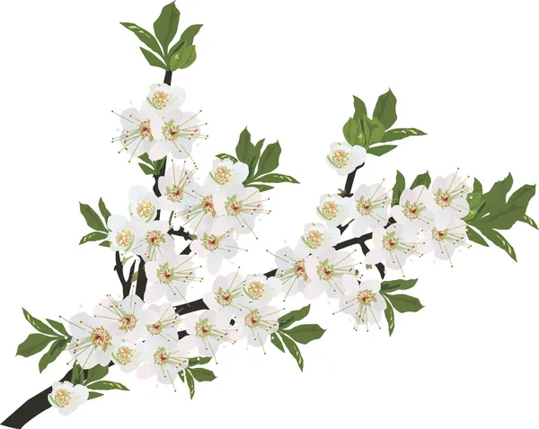 ᐈ Sakura stock vectors, Royalty Free sakura flowers illustrations ...