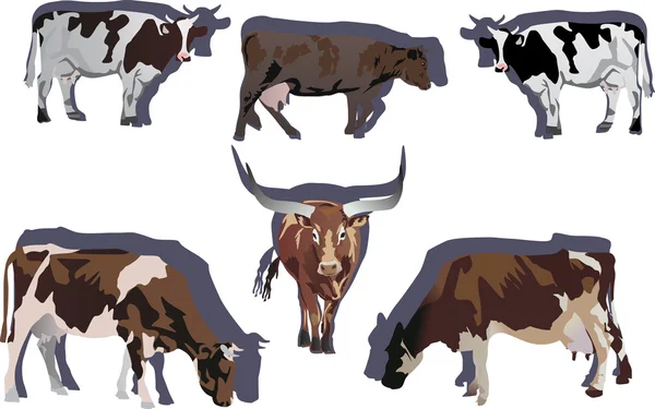Six bulls and cows illustration — Stock Illustration Six bulls and cows illustration Stock Illustration
