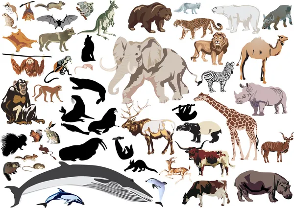 Mammals Vector Art Stock Images | Depositphotos