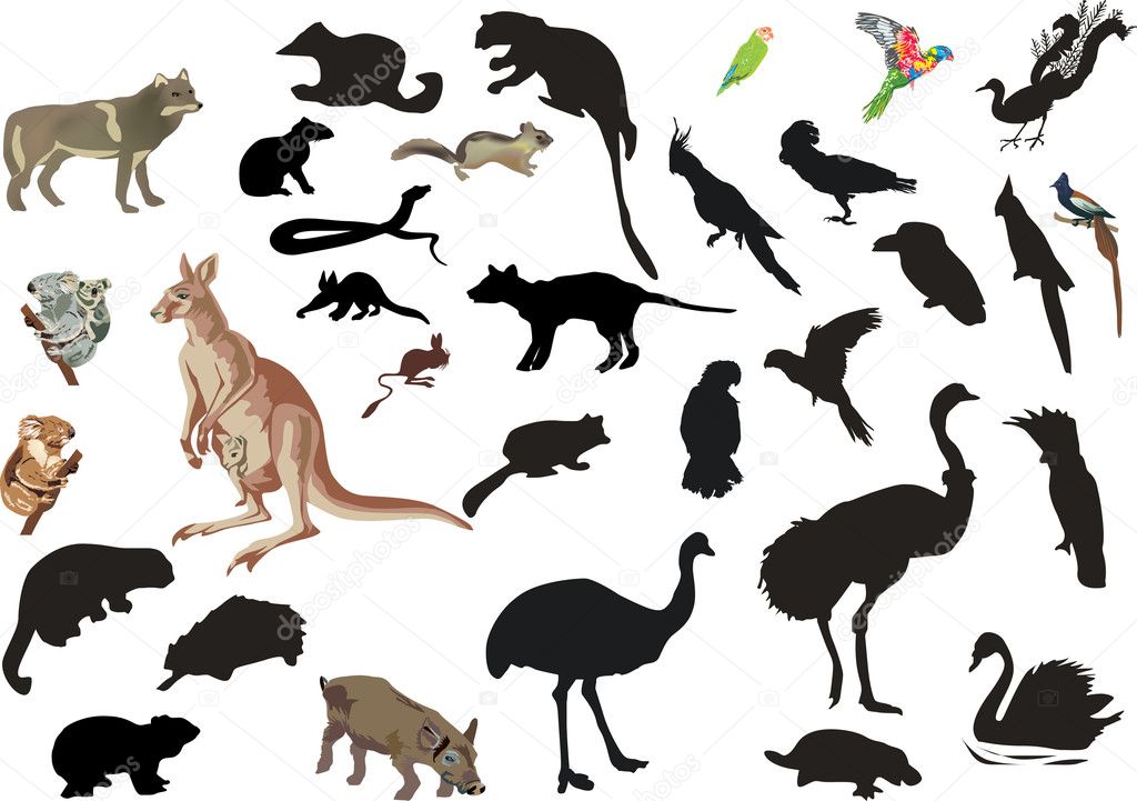 set of australian animals and birds on white