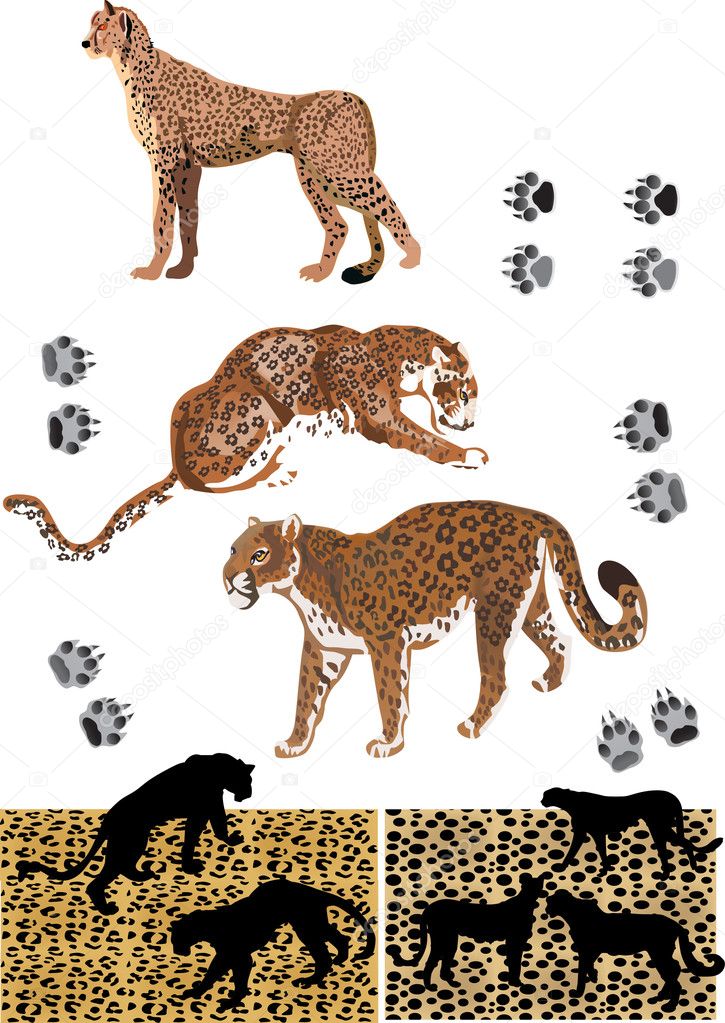cheetah, track and skin background