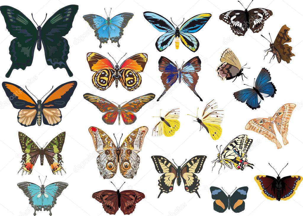 twenty two color butterflies
