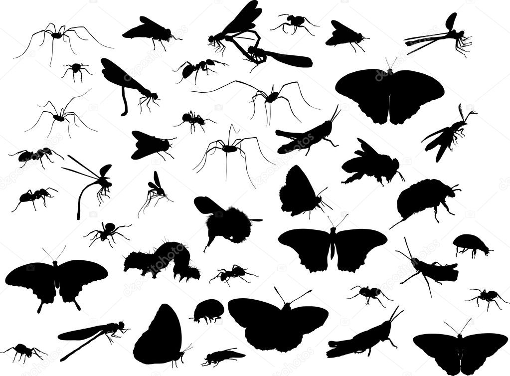 large isolated insect set